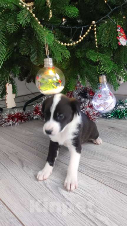 Собаки в Липецке: Бордер колли митис (симпапулька) Девочка, 15 000 руб. - фото 4