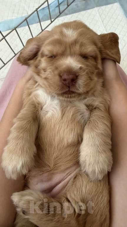Собаки в Екатеринбурге: Английский кокер-спаниель Мальчик, 40 000 руб. - фото 3