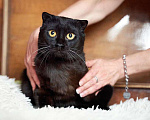 Кошки в Москве: Роскошный черный котик-подросток Марио, метис шотландской вислоухой ищет дом Мальчик, Бесплатно - фото 5