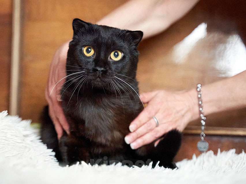 Кошки в Москве: Роскошный черный котик-подросток Марио, метис шотландской вислоухой ищет дом Мальчик, Бесплатно - фото 5
