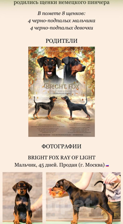 Собаки в других городах Московской области: В добрые руки Мальчик, Бесплатно - фото 4
