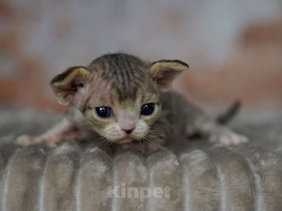 Кошки в Москве: Девон-рекс девочка Девочка, 80 000 руб. - фото 3