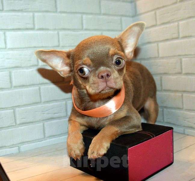 Собаки в Санкт-Петербурге: Девочка лилово подпалая, яркая красавица. Девочка, 65 000 руб. - фото 2