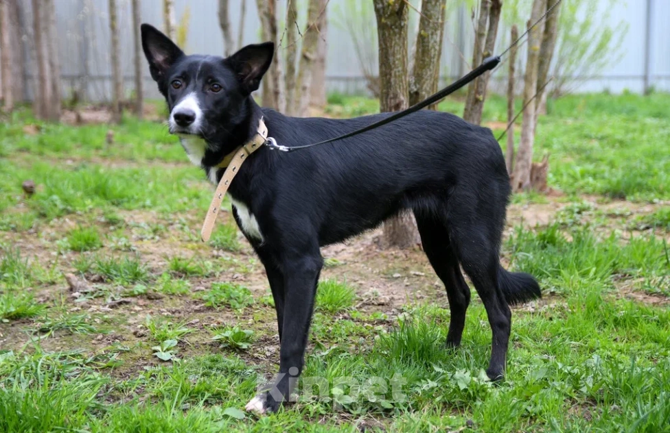 Собаки в Подольске: Очаровательный щенок-подросток Мила ждёт своего человека! Девочка, Бесплатно - фото 4