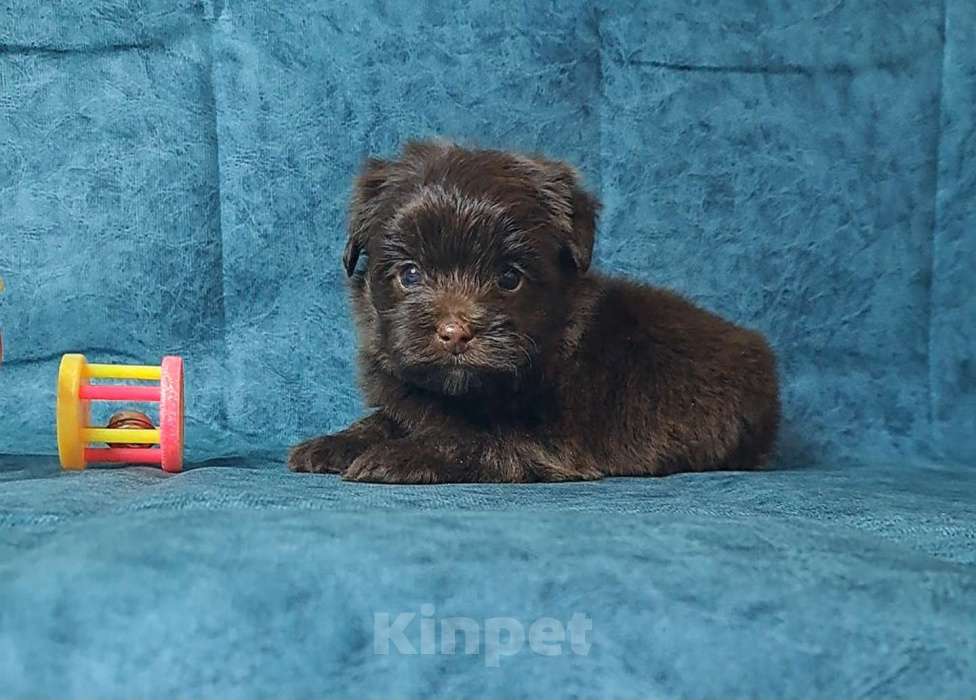 Собаки в Санкт-Петербурге: Шоколадный йорк Мальчик, 80 000 руб. - фото 1