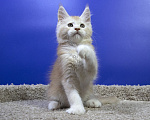Кошки в Москве: Котенок Мейн Кун Мальчик, Бесплатно - фото 4
