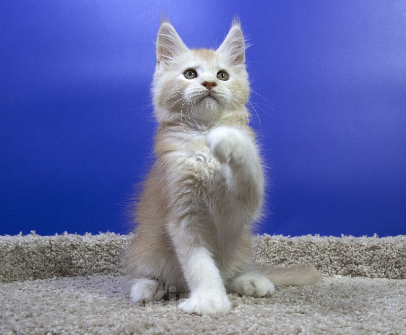 Кошки в Москве: Котенок Мейн Кун Мальчик, Бесплатно - фото 4