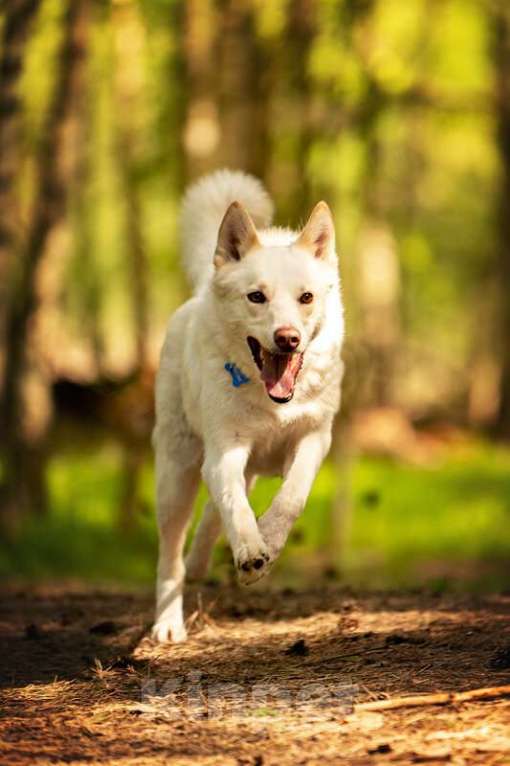Собаки в Москве: Красавчик Амир в добрые руки. Мальчик, Бесплатно - фото 6