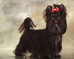 Собаки в Москве: Йоркширский  терьер-    Шоколадный  Мальчик Мальчик, 15 000 руб. - фото 1