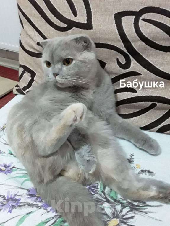 Кошки в Краснодаре: Рыжий котик Мальчик, 5 000 руб. - фото 7