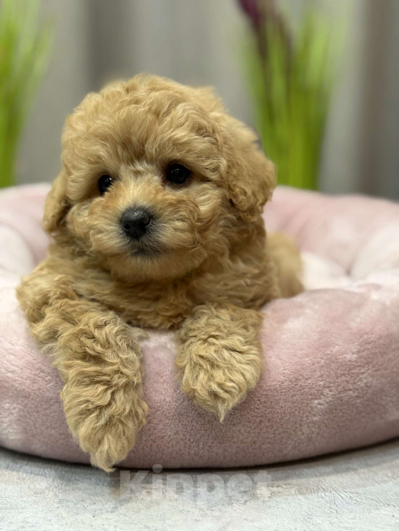 Собаки в Москве: Teddy Мальчик, Бесплатно - фото 1