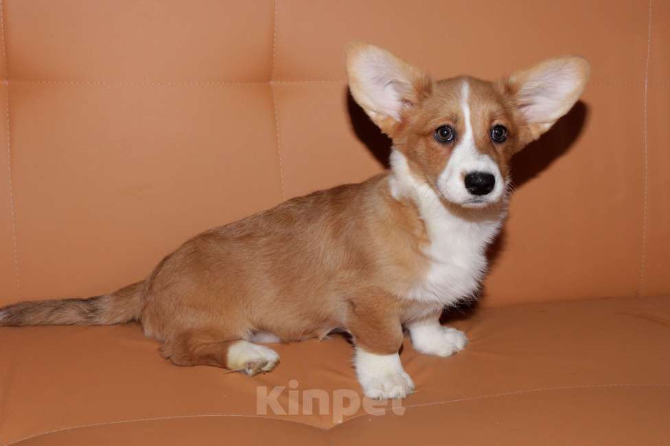 Собаки в Москве: Корги щенки рыжие девочки Девочка, 25 000 руб. - фото 7