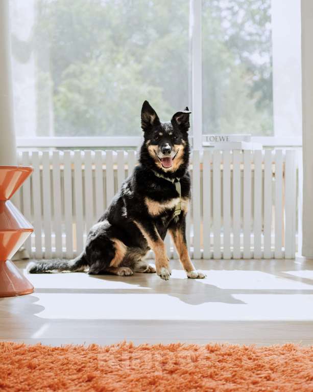 Собаки в Москве: Чудесный Байкал ищет дом Мальчик, Бесплатно - фото 4