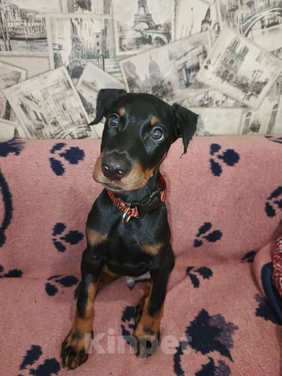 Собаки в других городах Краснодарского края: Щенок Мальчик, 20 000 руб. - фото 2