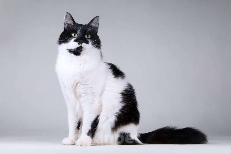 Кошки в Москве: Большой добрый кот по имени Мальчик Мальчик, 1 руб. - фото 3