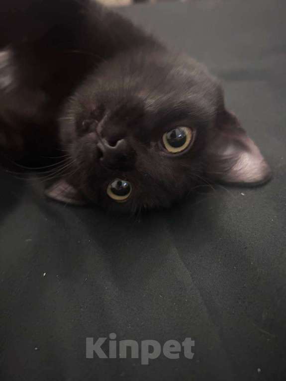 Кошки в Иркутске: Кошечка в добрые руки Девочка, Бесплатно - фото 2