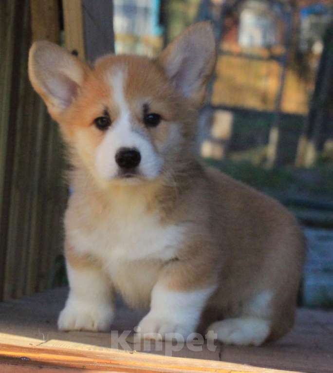 Собаки в Москве: Аманси Буги-вуги Мальчик, 75 000 руб. - фото 3