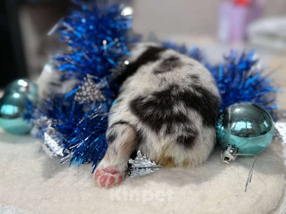 Собаки в других городах Московской области: Веснушка, мальчик голубой мрамор Мальчик, 120 000 руб. - фото 3