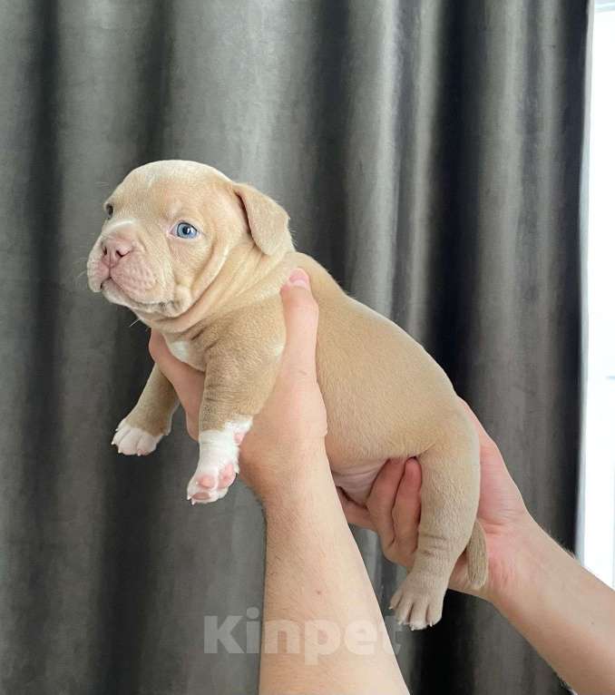 Собаки в Воронеже: Щенок Американский булли мальчик Мальчик, 80 000 руб. - фото 3