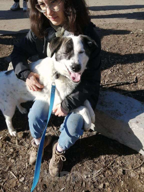 Собаки в Москве: Добрейший Поттер в Хорошие ручки! Мальчик, Бесплатно - фото 4