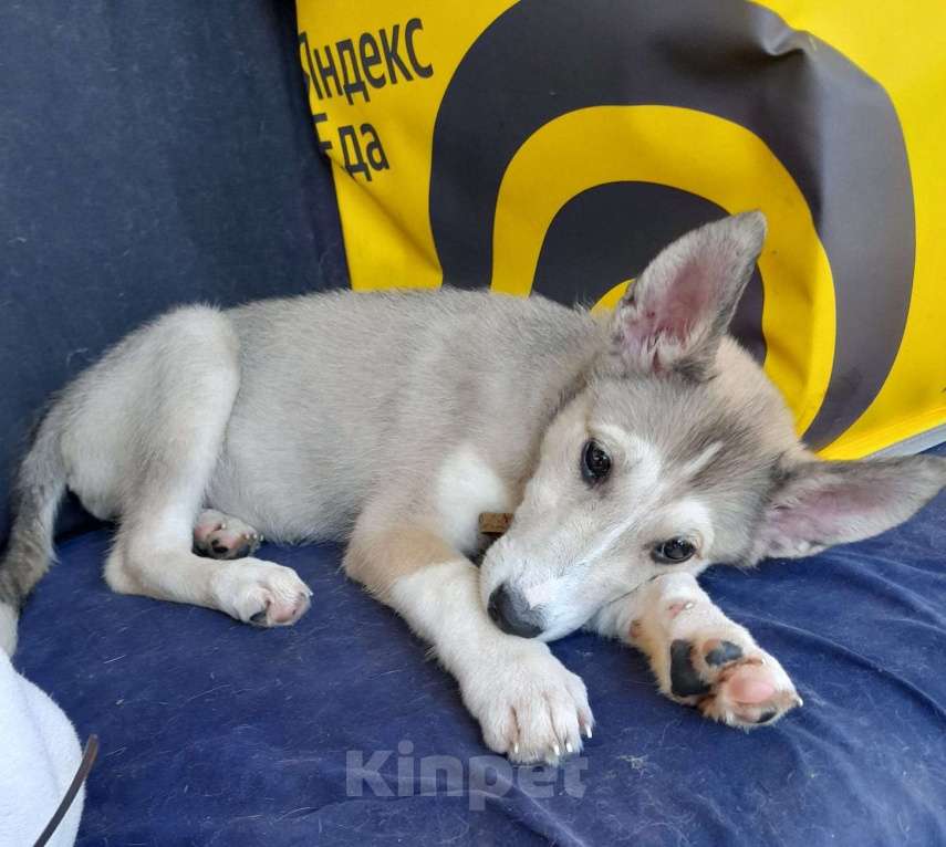 Собаки в Чехове: Шанс обрести дом Девочка, Бесплатно - фото 4