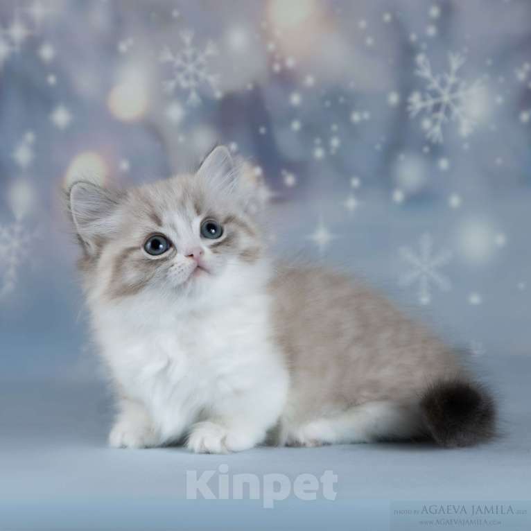 Кошки в Москве: Менуэт  Девочка, 200 000 руб. - фото 3