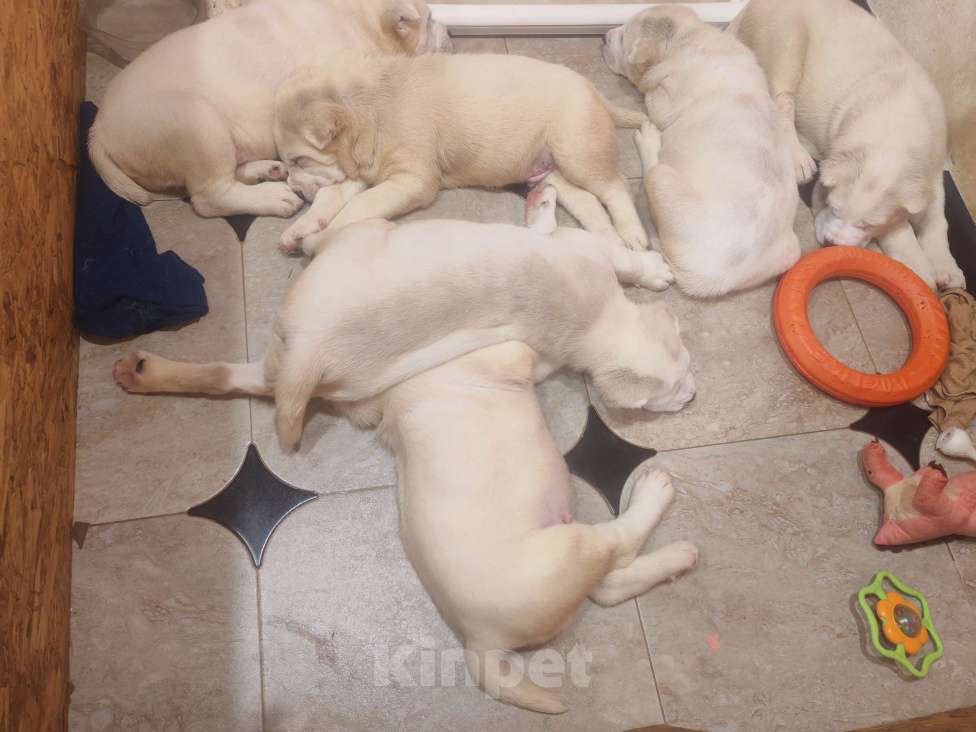 Собаки в Краснодаре: Привитые с документами щенки среднеазитской овчарки. От родителей чемпионов Разнополые, Бесплатно - фото 10