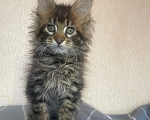 Кошки в Вологде: Котята мейн кун полидакт Девочка, 35 000 руб. - фото 3