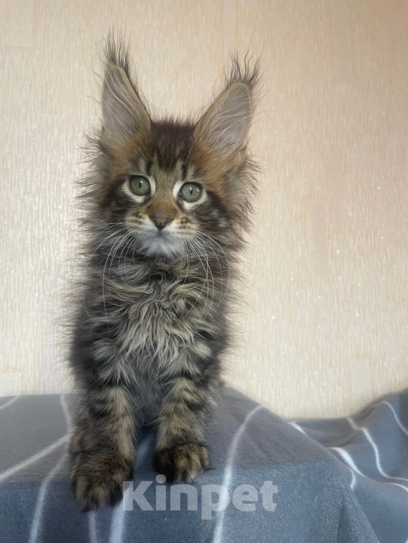 Кошки в Вологде: Котята мейн кун полидакт Девочка, 35 000 руб. - фото 3