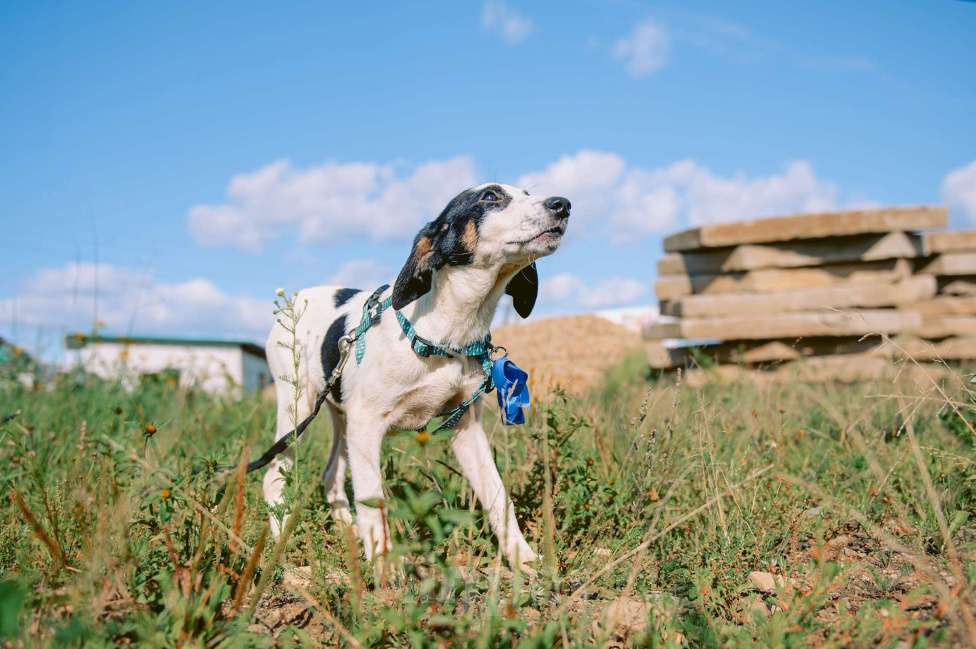Собаки в Москве: Тимьян Мальчик, Бесплатно - фото 4