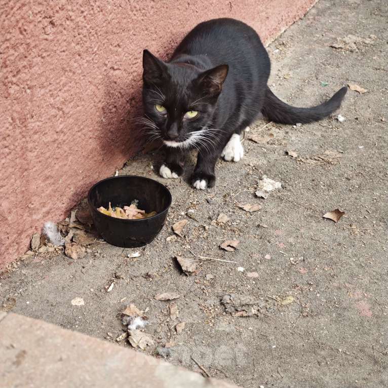 Кошки в Москве: Крошик ищет дом Мальчик, 1 руб. - фото 4