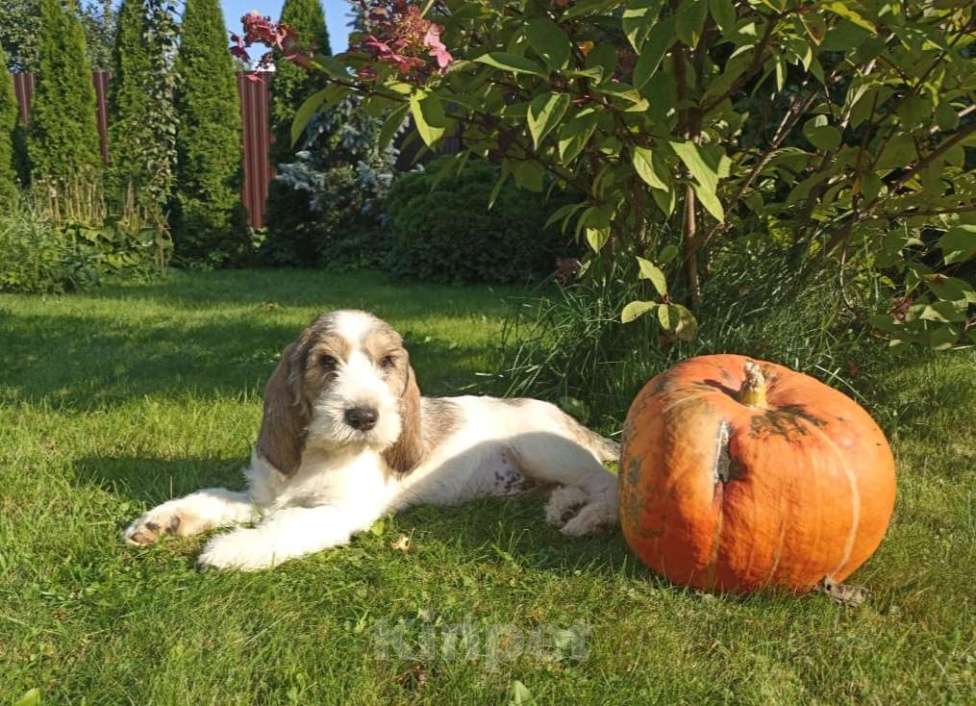Собаки в Москве: Малый вандейский бассет гриффон щенки Мальчик, 95 000 руб. - фото 5