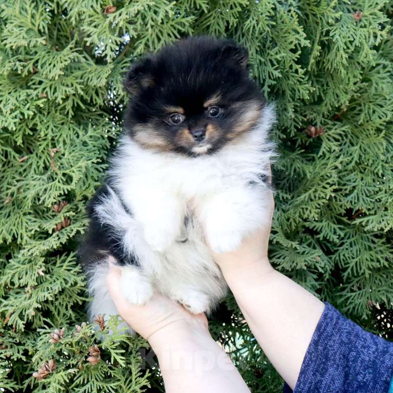 Собаки в Москве: Супер девочка шпица Девочка, 75 000 руб. - фото 1