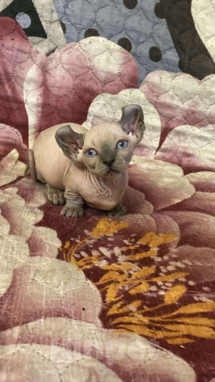 Кошки в Москве: Канадский сфинкс двэльф мальчик Мальчик, 65 000 руб. - фото 2