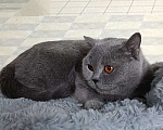Кошки в Санкт-Петербурге: Молодая британская девочка Девочка, 10 000 руб. - фото 4