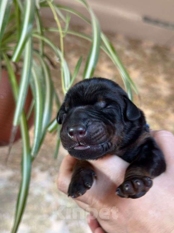 Собаки в Санкт-Петербурге: Щенок добермана в питомнике Версаль Манифик Мальчик, 130 000 руб. - фото 9