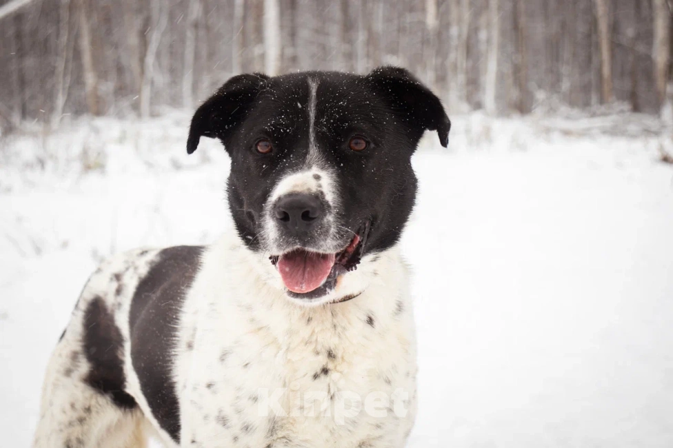 Собаки в Москве: Дайна ждет, не унывает Девочка, Бесплатно - фото 4