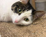 Кошки в Москве: Нежная и красивая кошечка в добрые руки Девочка, Бесплатно - фото 3