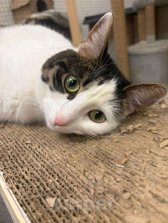 Кошки в Москве: Нежная и красивая кошечка в добрые руки Девочка, Бесплатно - фото 3