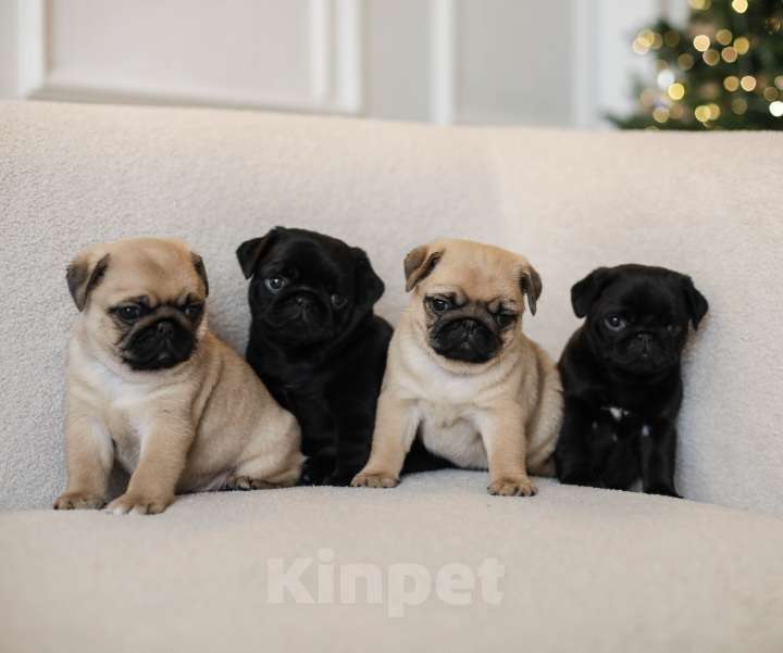 Собаки в Ростове-на-Дону: Щенок мопс Девочка, Бесплатно - фото 3