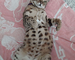 Кошки в Краснодаре: Продам Мальчик, 1 000 руб. - фото 1