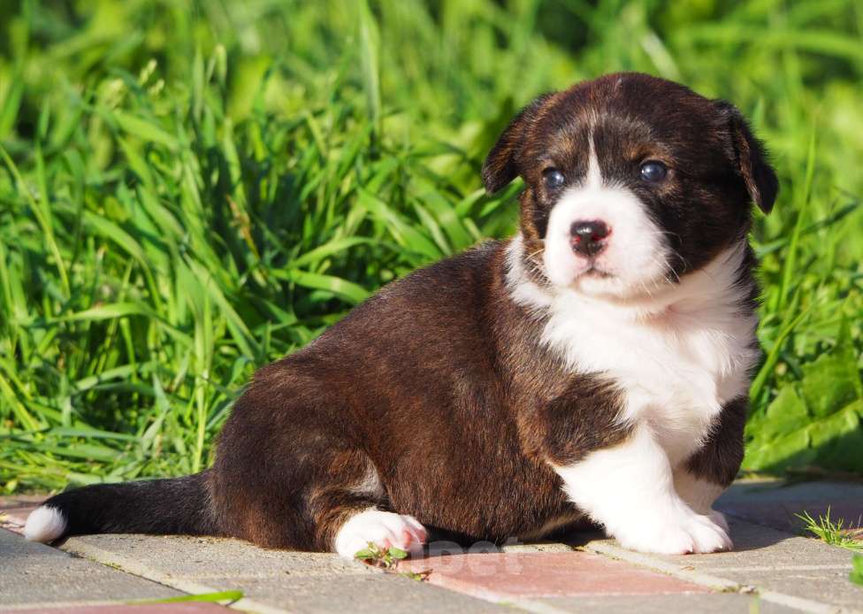 Собаки в Кстово: Принцесса Девочка, 50 000 руб. - фото 2