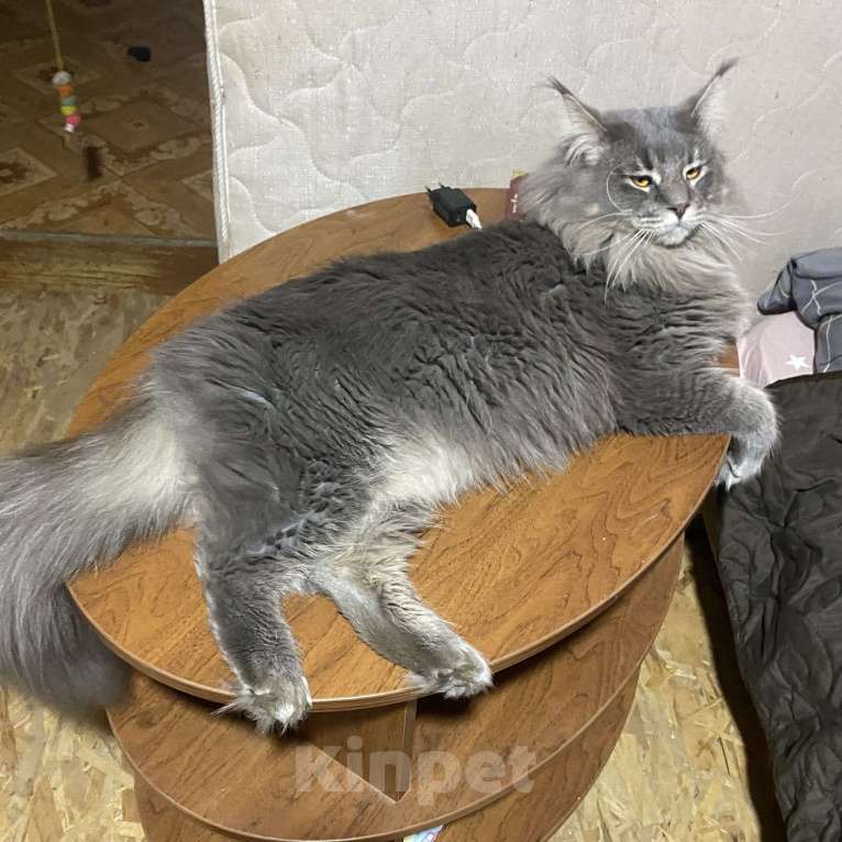 Кошки в Твери: мейн кун котята Мальчик, 40 000 руб. - фото 4