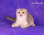 Кошки в Санкт-Петербурге: Голубое золото кот 🐈 скоттиш-фолд Мальчик, 30 000 руб. - фото 4
