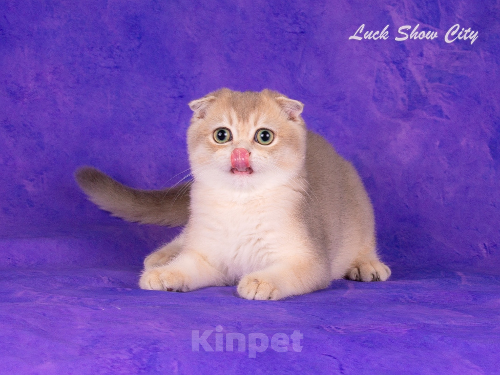 Кошки в Санкт-Петербурге: Голубое золото кот 🐈 скоттиш-фолд Мальчик, 30 000 руб. - фото 4