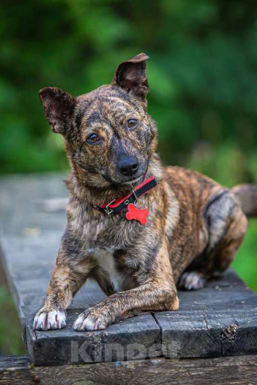 Собаки в Москве: Крошка Веня в добрые руки Мальчик, 1 руб. - фото 3