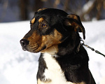 Собаки в Балашихе: Небольшая активная собачка Ника 1,5 года из приюта Девочка, Бесплатно - фото 7