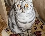 Кошки в Видном: отдам в добрые руки кошечку🐾 Девочка, 1 руб. - фото 1