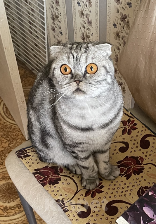 Кошки в Видном: отдам в добрые руки кошечку🐾 Девочка, 1 руб. - фото 1