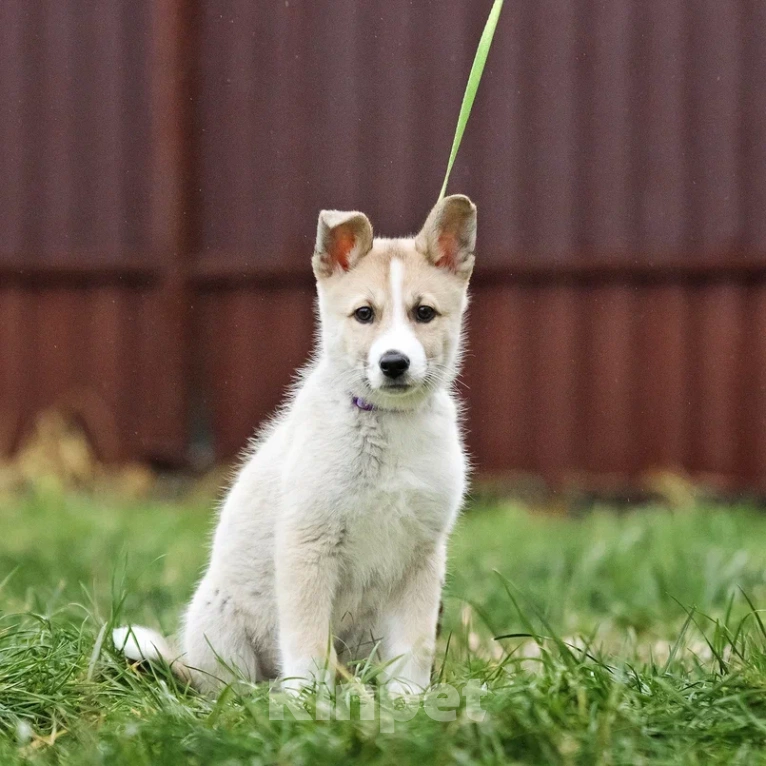 Собаки в Лосином-Петровском: Эдвин якутенок  Мальчик, Бесплатно - фото 7